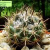 29b _Coryphantha_ hintoniorum _ssp.geoffreyi_ 01